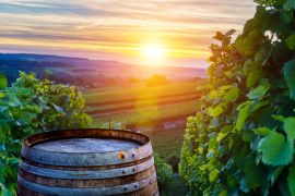 Lais Puzzle - Champagner-Weinberge mit alten Holzfass auf Reihe Rebe grüne Traube in Champagner-Weinberge Hintergrund in der Montagne de Reims - 2.000 Teile
