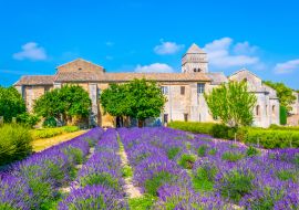 Lais Puzzle - Lavendelfeld im Kloster von Saint Paul de Mausole in Frankreich - 1.000 Teile