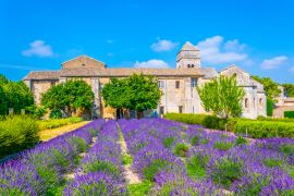 Lais Puzzle - Lavendelfeld im Kloster von Saint Paul de Mausole in Frankreich - 2.000 Teile