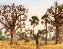 Lais Puzzle - Westafrikanische Landschaft, Gambia - 40, 100, 200, 500, 1.000 & 2.000 Teile