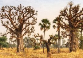 Lais Puzzle - Westafrikanische Landschaft, Gambia - 1.000 Teile