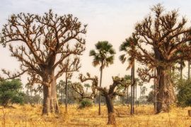 Lais Puzzle - Westafrikanische Landschaft, Gambia - 2.000 Teile