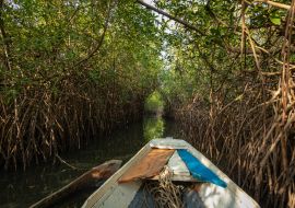 Lais Puzzle - Gambia Mangroven. Traditionelles Langboot. Grüne Mangrovenbäume im Wald. Gambia - 1.000 Teile