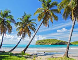 Lais Puzzle - Palmen an einem schönen, abgelegenen Strand auf der Insel Grenada, Karibik, Kleine Antillen - 40, 100, 200, 500, 1.000 & 2.000 Teile
