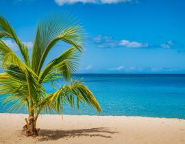 Lais Puzzle - Palme am Grand Anse Strand, Insel Grenada, Karibik - 40, 100, 200, 500, 1.000 & 2.000 Teile