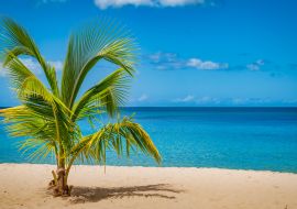 Lais Puzzle - Palme am Grand Anse Strand, Insel Grenada, Karibik - 1.000 Teile