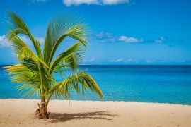 Lais Puzzle - Palme am Grand Anse Strand, Insel Grenada, Karibik - 2.000 Teile