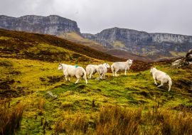 Lais Puzzle - Schafe auf der Isle of Skye, Schottland, Großbritannien, Europa - 1.000 Teile