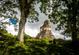 Lais Puzzle - Spitze des Maya-Tempels I (Gran Jaguar) im Tikal-Nationalpark - Guatemala - 1.000 Teile