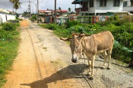 Lais Puzzle - Esel auf der Straße in Guyana - 2.000 Teile