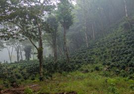 Lais Puzzle - Kaffeeplantage in der Nähe des Yojoa-Sees, Honduras - 1.000 Teile