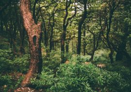Lais Puzzle - majestätischer grüner Wald im indischen Himalaya, Dharamsala, Baksu - 1.000 Teile