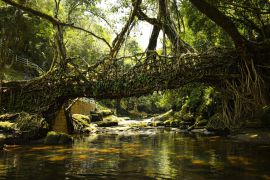 Lais Puzzle - Lebende Wurzelbrücke im Wald von Mawlynnong, Meghalaya, Indien - 2.000 Teile