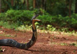 Lais Puzzle - Die Königskobra, Ophiophagus hannah, ist eine Giftschlangenart aus der Gattung der Elapiden, die in den Dschungeln Süd- und Südostasiens beheimatet ist, Goa, Indien  - 1.000 Teile