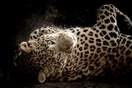 Lais Puzzle - Fine Art Porträt der wilden männlichen Leopard oder Panther in isolierten schwarzen Hintergrund bei Wildlife-Safari im Wald von Zentral-Indien - 2.000 Teile