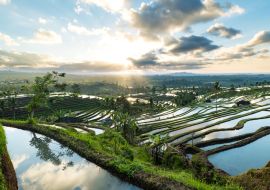Lais Puzzle - Schöner Sonnenaufgang über den Jatiluwih-Reisterrassen in Bali, Indonesien - 1.000 Teile