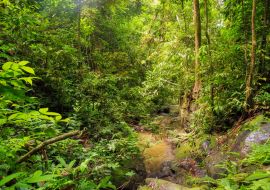 Lais Puzzle - Schöner Landschaftsblick auf den Regenwald während einer ökotouristischen Dschungelwanderung im Gunung Leuser National Park, Bukit Lawang, Sumatra, Indonesien - 1.000 Teile