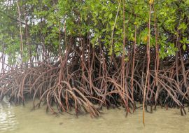 Lais Puzzle - Nahaufnahme von langen Mangrovenbaumwurzeln. Mangrove bei Ebbe. Mangrove und Wurzeln auf Sand, Lombok, Indonesien - 1.000 Teile