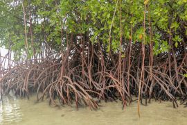 Lais Puzzle - Nahaufnahme von langen Mangrovenbaumwurzeln. Mangrove bei Ebbe. Mangrove und Wurzeln auf Sand, Lombok, Indonesien - 2.000 Teile