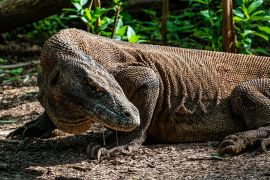 Lais Puzzle - Komodowaran auf der Insel Komodo im Grünen in Indonesien, dem einzigen Ort, an dem sie zu finden sind - 2.000 Teile