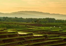 Lais Puzzle - Wunderschöne Reisterrassen am Morgen in der Morgensonne in Nord-Bengkulu, Indonesien - 1.000 Teile
