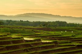 Lais Puzzle - Wunderschöne Reisterrassen am Morgen in der Morgensonne in Nord-Bengkulu, Indonesien - 2.000 Teile