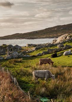 Lais Puzzle - Eine Kuhherde auf einer Wiese am Atlantik, Westküste von Irland - 1.000 Teile