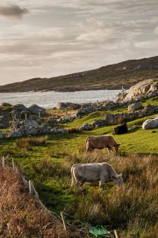 Lais Puzzle - Eine Kuhherde auf einer Wiese am Atlantik, Westküste von Irland - 2.000 Teile