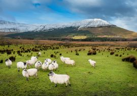 Lais Puzzle - Schafe auf einer grünen Wiese neben einem Berg, Grafschaft Sligo, Irland - 1.000 Teile