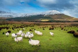 Lais Puzzle - Schafe auf einer grünen Wiese neben einem Berg, Grafschaft Sligo, Irland - 2.000 Teile