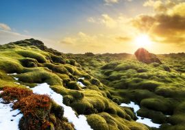 Lais Puzzle - Schönes Panorama der erstaunlichen vulkanischen Mooslandschaft von Eldhraun bei Sonnenaufgang in Island - 1.000 Teile
