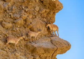 Lais Puzzle - Steinbock, Ein gedi National Reserve Park, Totes Meer, Israel - 1.000 Teile