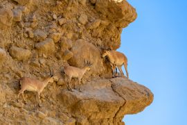 Lais Puzzle - Steinbock, Ein gedi National Reserve Park, Totes Meer, Israel - 2.000 Teile