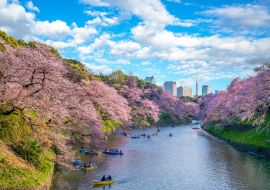Lais Puzzle - kirschblüte in chidori ga fuchi, tokio, japan - 1.000 Teile