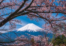 Lais Puzzle - Berg Fuji Sakura Kirschblüte Japan Frühlingszeit - 1.000 Teile
