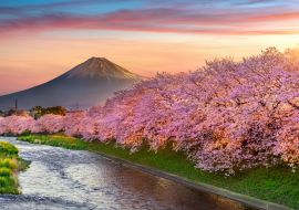 Lais Puzzle - Kirschblüten und der Berg Fuji im Frühling bei Sonnenaufgang, Shizuoka - 1.000 Teile