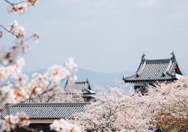 Lais Puzzle - Koriyama-Schlosspark mit Kirschblüten in Nara, Japan - 1.000 Teile