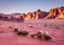 Lais Puzzle - Frühling in der Wüste Wadi Rum - Tal des Mondes in Jordanien - 1.000 Teile