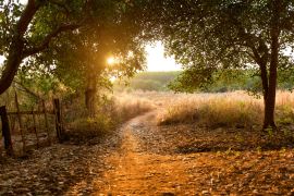 Lais Puzzle - Sonnenuntergang im Cashewnusswald, Kambodscha Provinz Banlung - 2.000 Teile