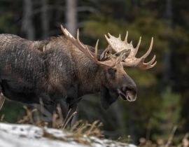 Lais Puzzle - Elche in Jasper Kanada - 40, 100, 200, 500, 1.000 & 2.000 Teile