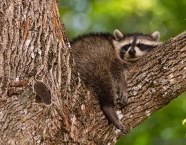 Lais Puzzle - Baby-Waschbär schlafend im Ast eines alten Baumes früh am Morgen in Oak Mountain, New Brunswick, Kanada - 40, 100, 200, 500, 1.000 & 2.000 Teile