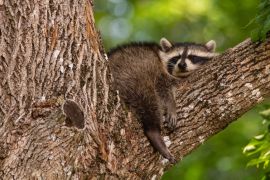 Lais Puzzle - Baby-Waschbär schlafend im Ast eines alten Baumes früh am Morgen in Oak Mountain, New Brunswick, Kanada - 2.000 Teile