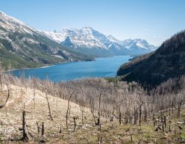 Lais Puzzle - Von Waldbränden betroffene alpine Landschaft mit verbrannten Bäumen, aufgenommen im Waterton National Park, Alberta, Kanada - 40, 100, 200, 500, 1.000 & 2.000 Teile