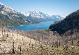 Lais Puzzle - Von Waldbränden betroffene alpine Landschaft mit verbrannten Bäumen, aufgenommen im Waterton National Park, Alberta, Kanada - 1.000 Teile