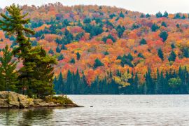Lais Puzzle - Herbstfarben im Algonquin Park, Ontario, Kanada - 2.000 Teile