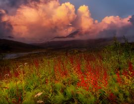Lais Puzzle - Schöne Aussicht auf wilde Blumen, Bäume und Berge in der kanadischen Natur. Tomstone Territorial Park, Yukon, Kanada - 40, 100, 200, 500, 1.000 & 2.000 Teile