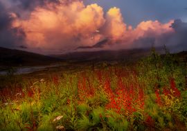 Lais Puzzle - Schöne Aussicht auf wilde Blumen, Bäume und Berge in der kanadischen Natur. Tomstone Territorial Park, Yukon, Kanada - 1.000 Teile