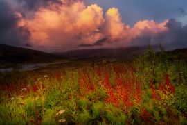 Lais Puzzle - Schöne Aussicht auf wilde Blumen, Bäume und Berge in der kanadischen Natur. Tomstone Territorial Park, Yukon, Kanada - 2.000 Teile