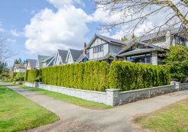 Lais Puzzle - Grüner Zaun aus Bäumen gebaut. Landschaft im Freien. Sicherheit und Privatsphäre Konzept. Vancouver. Kanada - 1.000 Teile