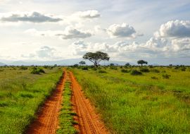 Lais Puzzle - Giraffen im Nationalpark Tsavo Ost, Tsavo West und Amboseli in Kenia - 1.000 Teile